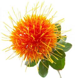 Safflower Oil